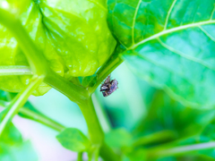 ゴミを背負ったヘンテコな虫でした