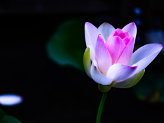 蓮の花