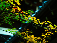 これから赤くなる紅葉