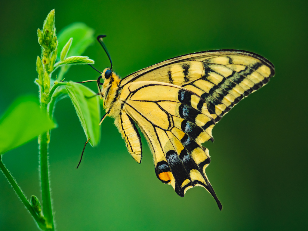 雑草にアゲハ蝶
