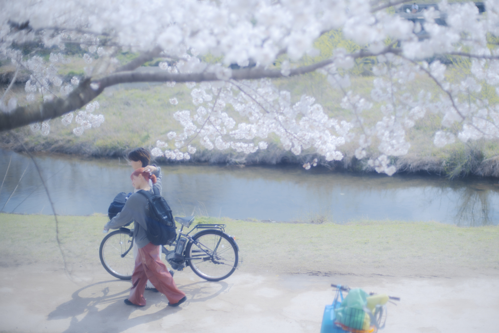 春の桜の青春カップル
