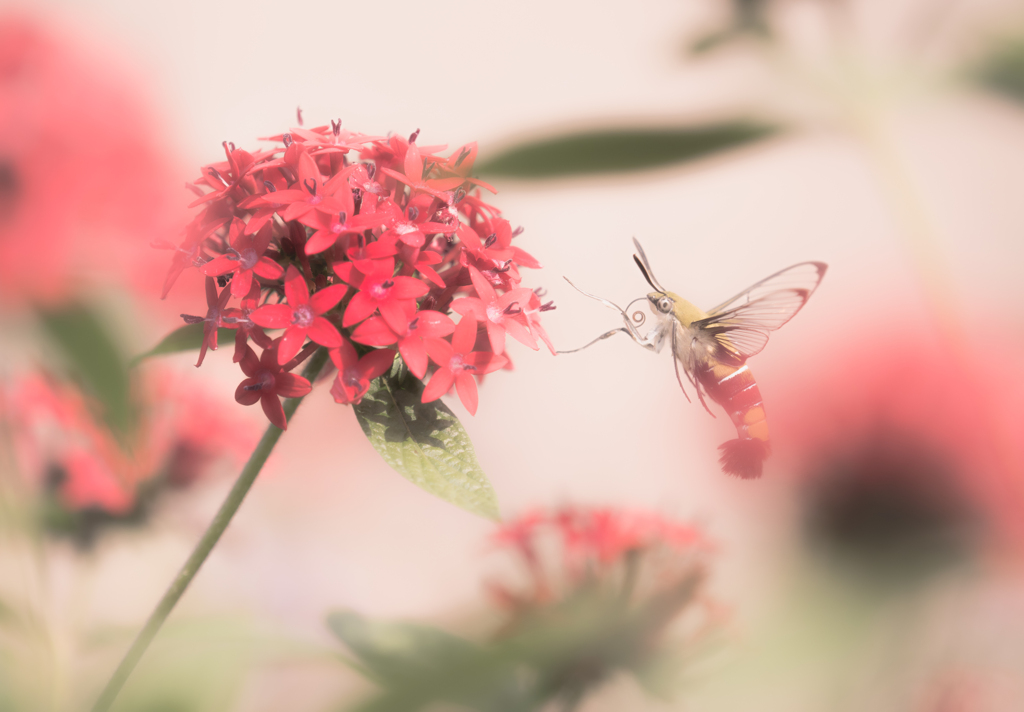 あの日の大透翅