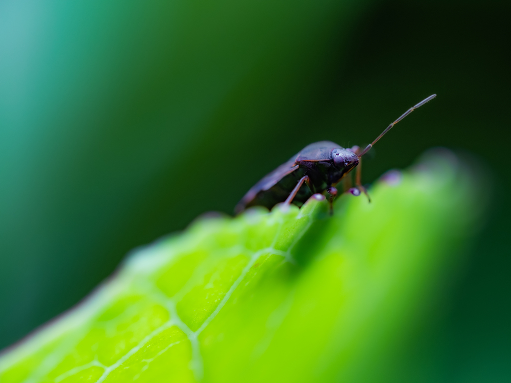 カメ爺の独り言