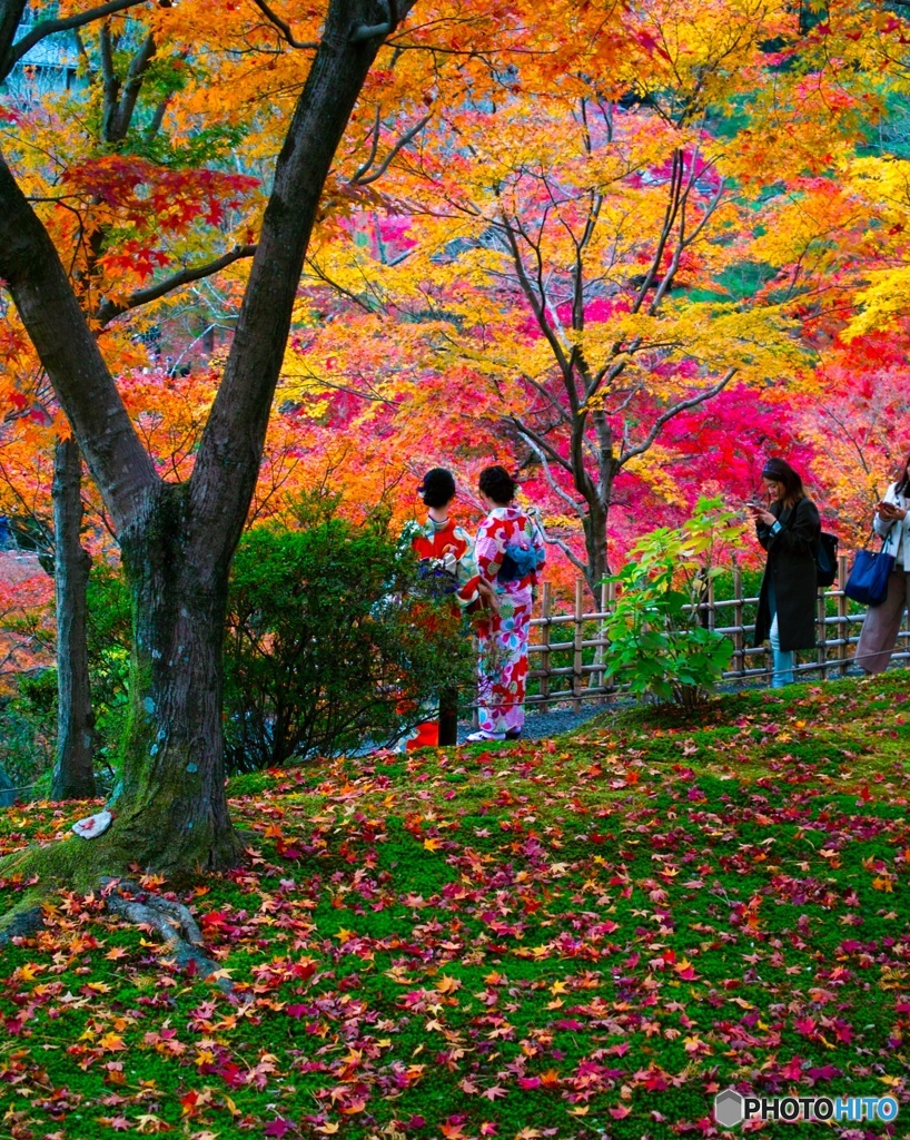 着物の女性と紅葉