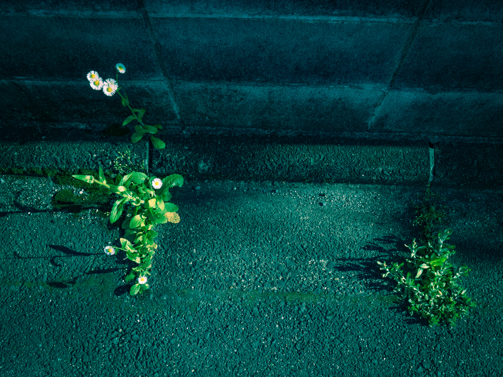 野でなくても花は咲く