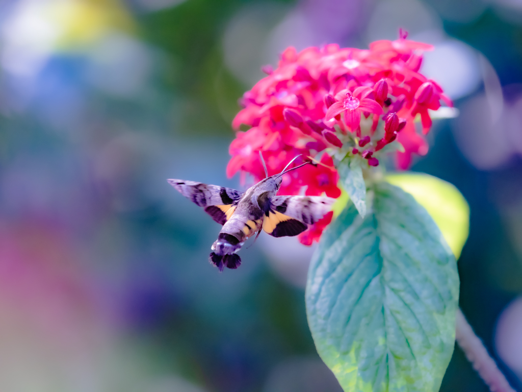 まだ元気なホウジャクさん
