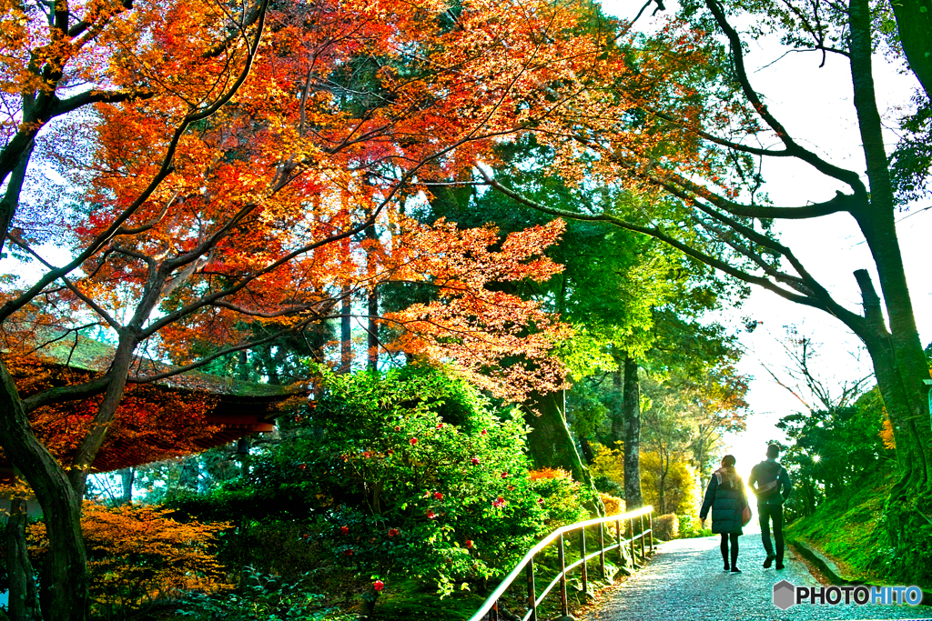 紅葉を楽しむカップル