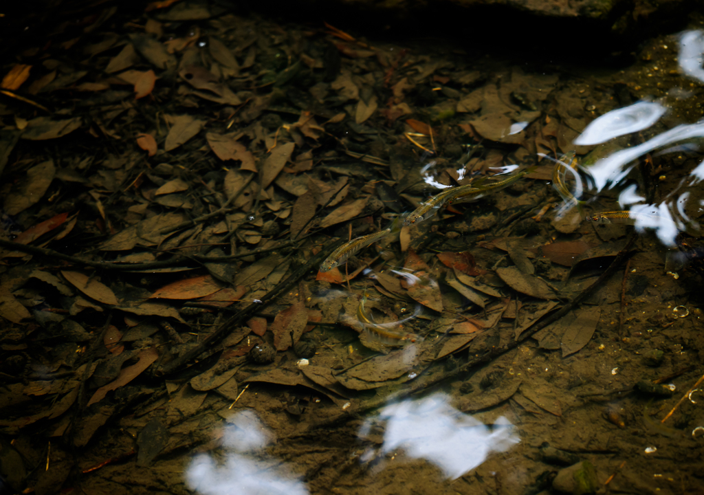 池の小魚