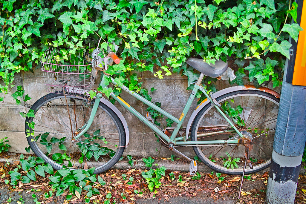 蔦絡まる自転車