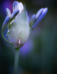 アガパンスパイダー