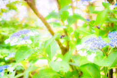 君達、蜂じゃないよね！？