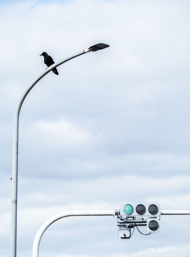 信号は青　カラスは黒