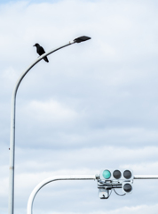 信号は青　カラスは黒