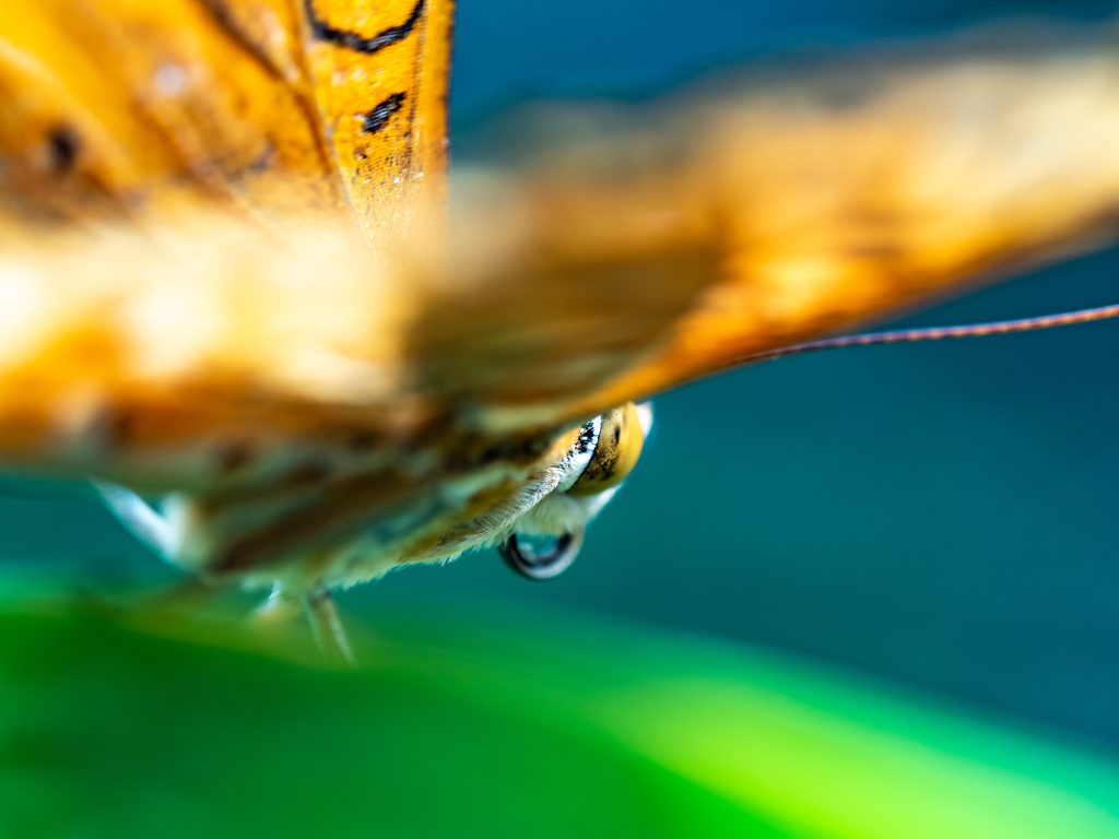 ツマグロさんに大接近 2