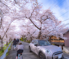 桜のトンネル