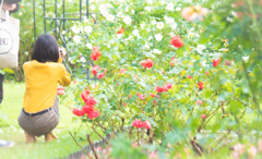 薔薇を撮る人