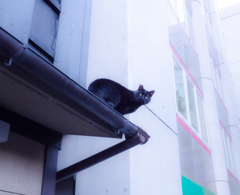 先斗のニャンコ