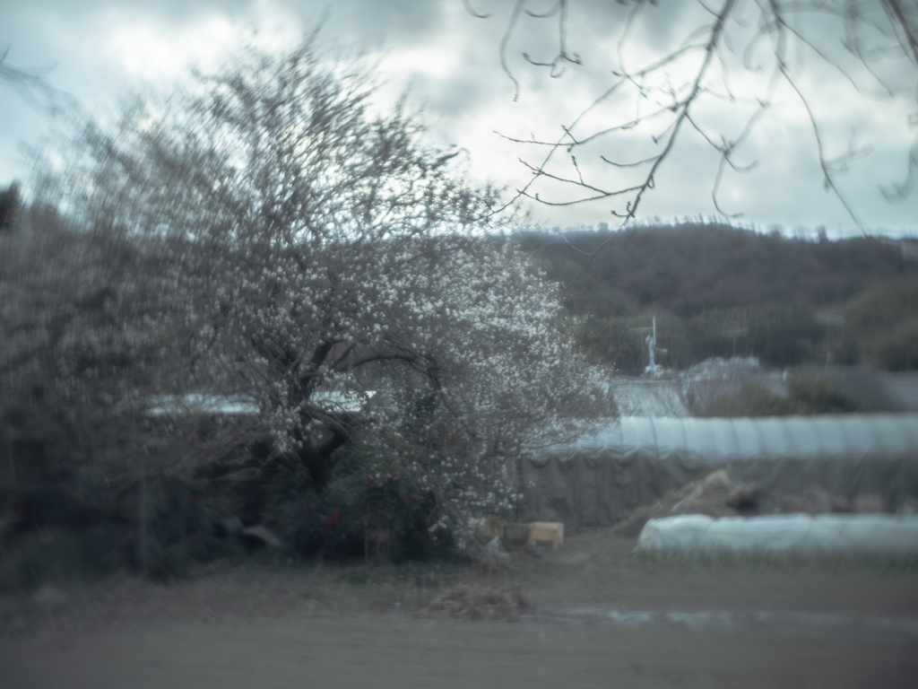 知らぬ間に咲き誇る梅の花