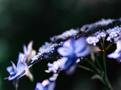 青い紫陽花