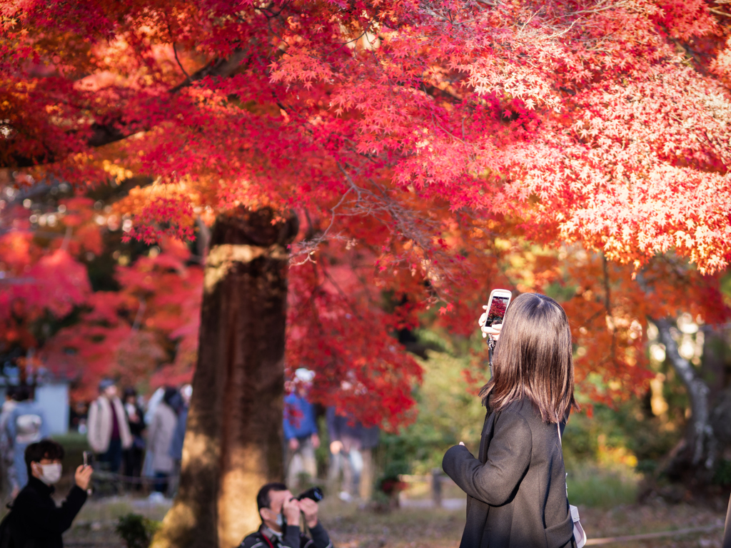 見頃な紅葉真っ赤っ赤