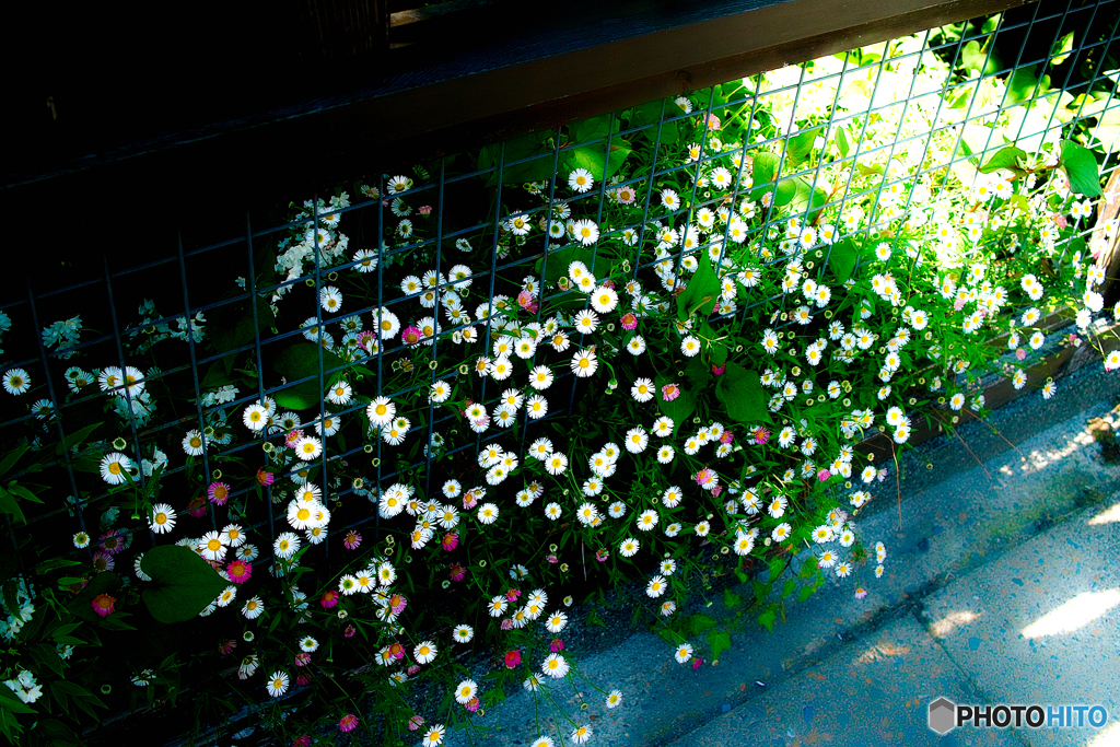 道端ハルジオン