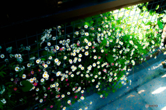 道端ハルジオン