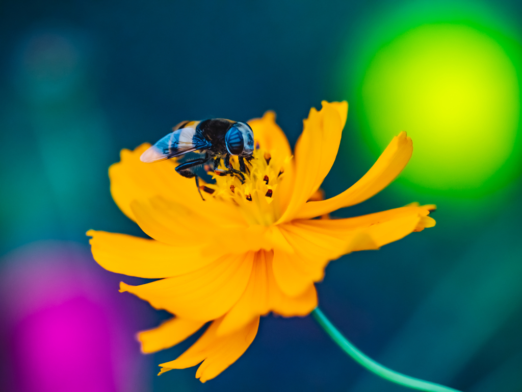 小さな死神くん