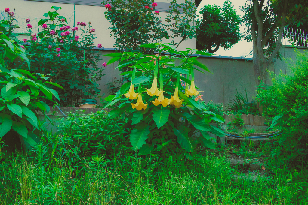 黄色い大きな花