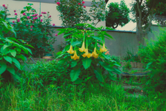 黄色い大きな花