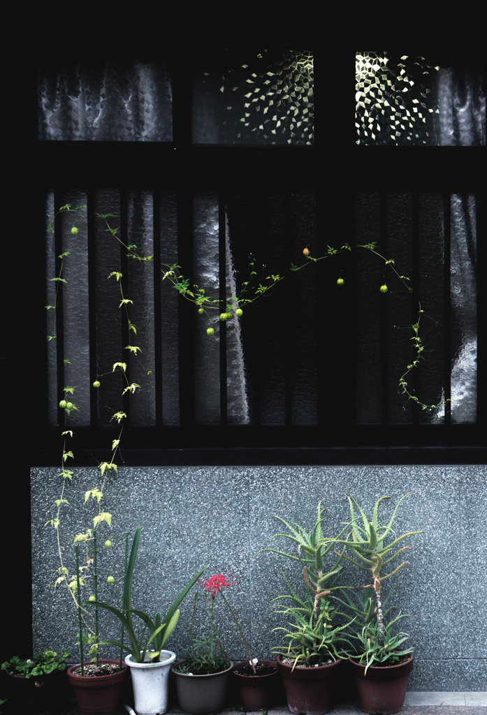 フウセンカズラのオバケ