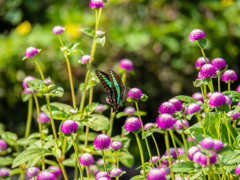 アオスジさん、こんにちわ。
