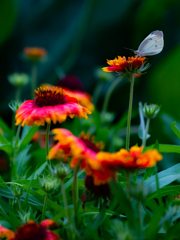 モンシロチョウと赤い花