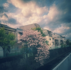 桜が撮りたかった