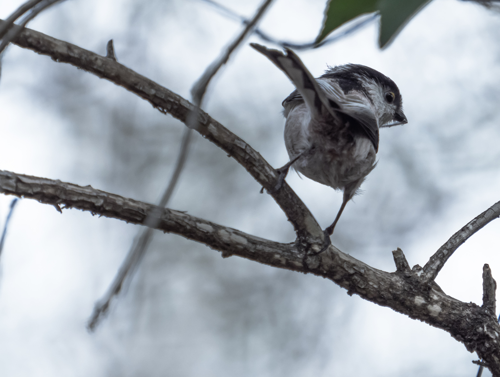 お口に蜘蛛の巣付いてるよ