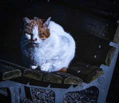 にゃんだテメーぶっ○すぞ！！