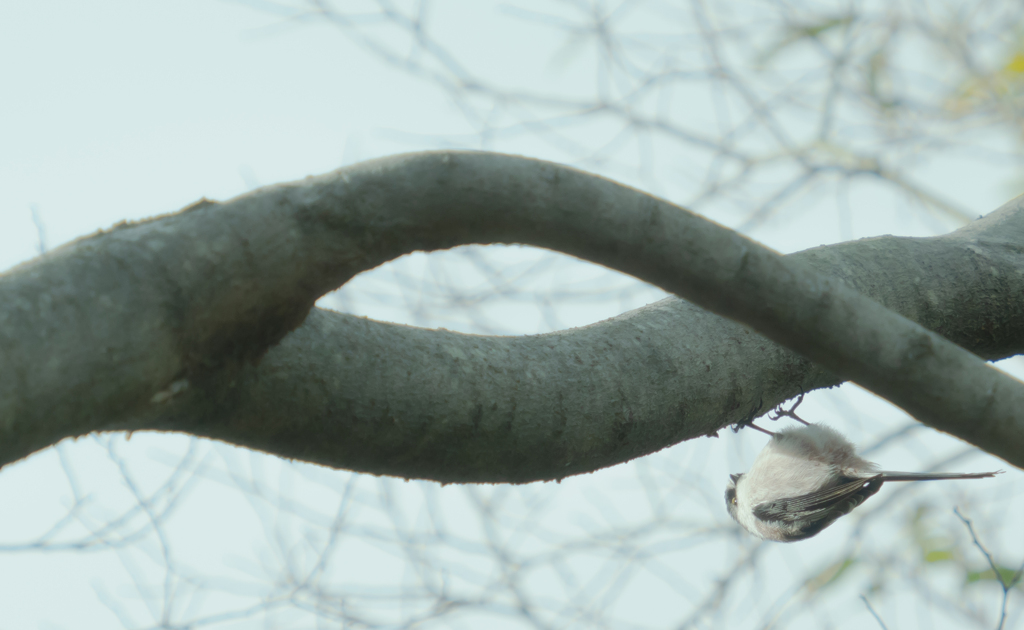 重力を無視するエナガさん