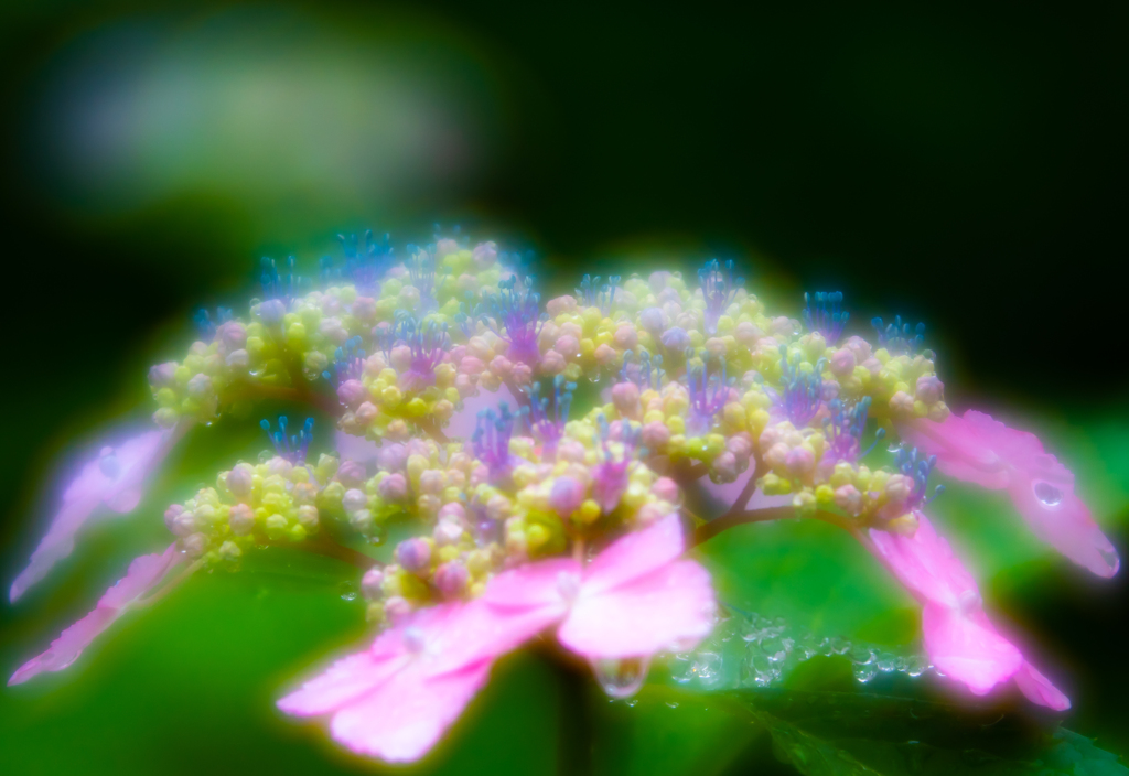 雨の紫陽花