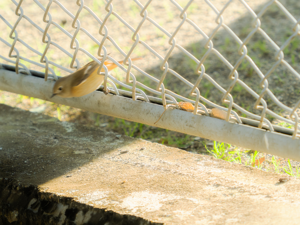 スルンとフェンスを抜けるジョビコ