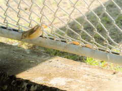 スルンとフェンスを抜けるジョビコ
