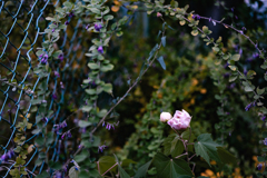 街なかで咲いていた花