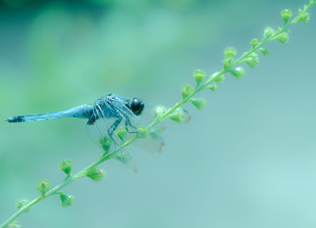 対角線上のシオカラトンボ