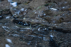 池の小魚の波紋の美しさ