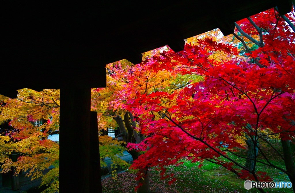 東福寺紅葉⑤