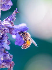 頭突っ込むミチバチさん