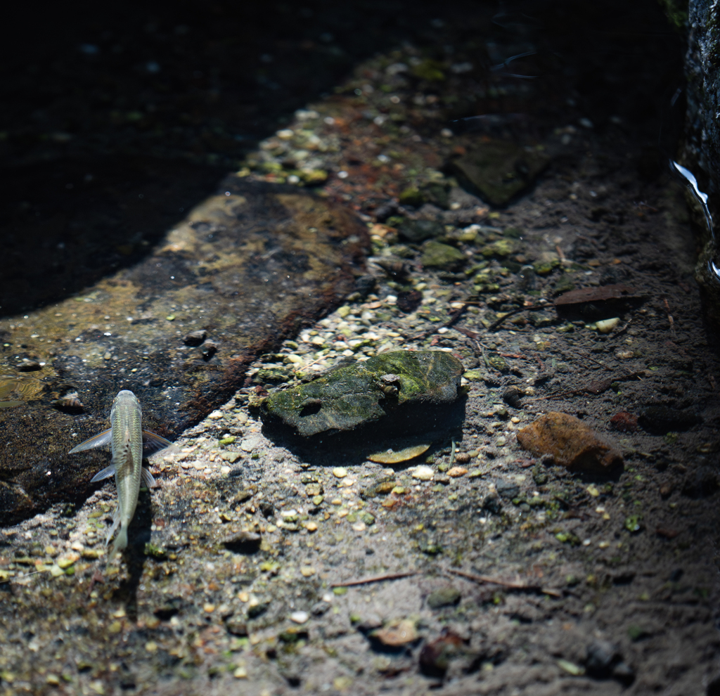 私も魚になりたい