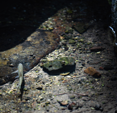 私も魚になりたい