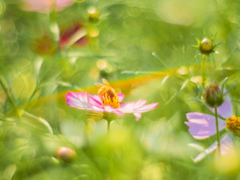 コスモスに蜜蜂