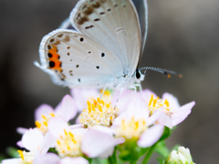 白いの見つけた