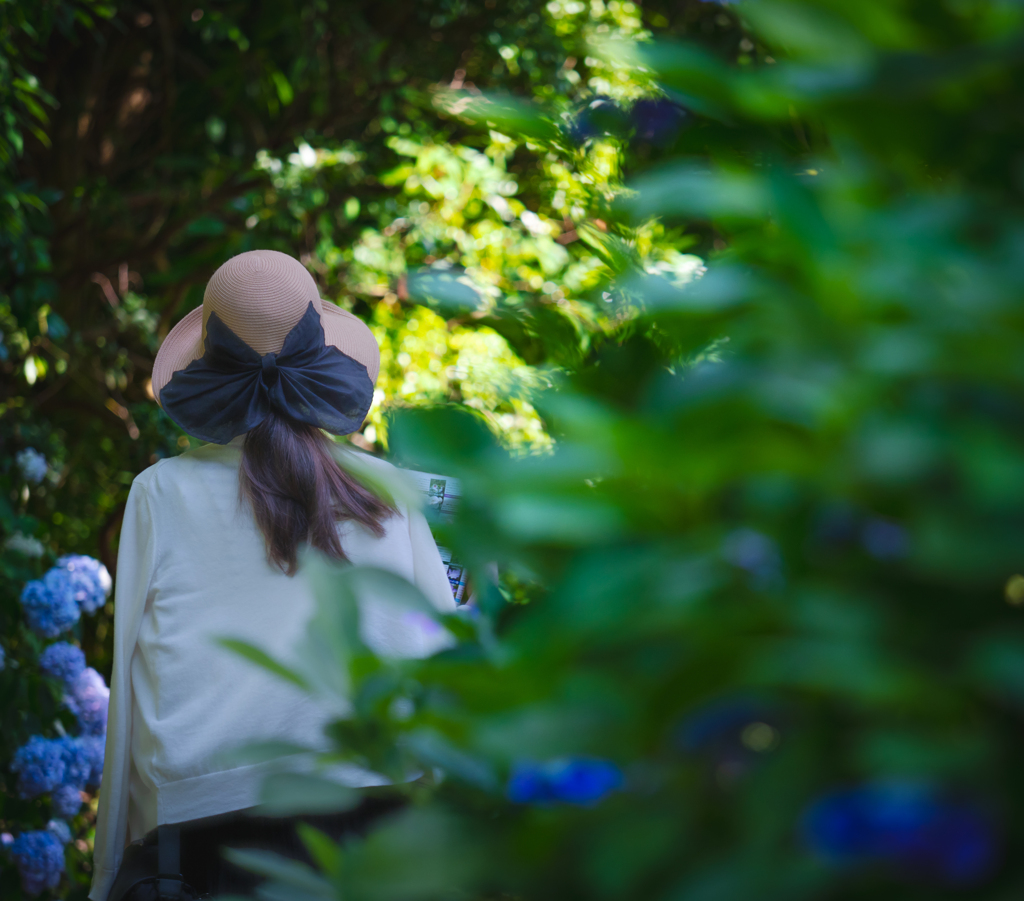 紫陽花園に向う