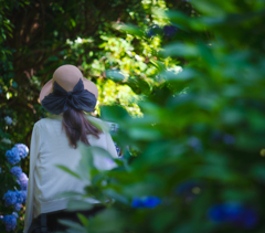 紫陽花園に向う